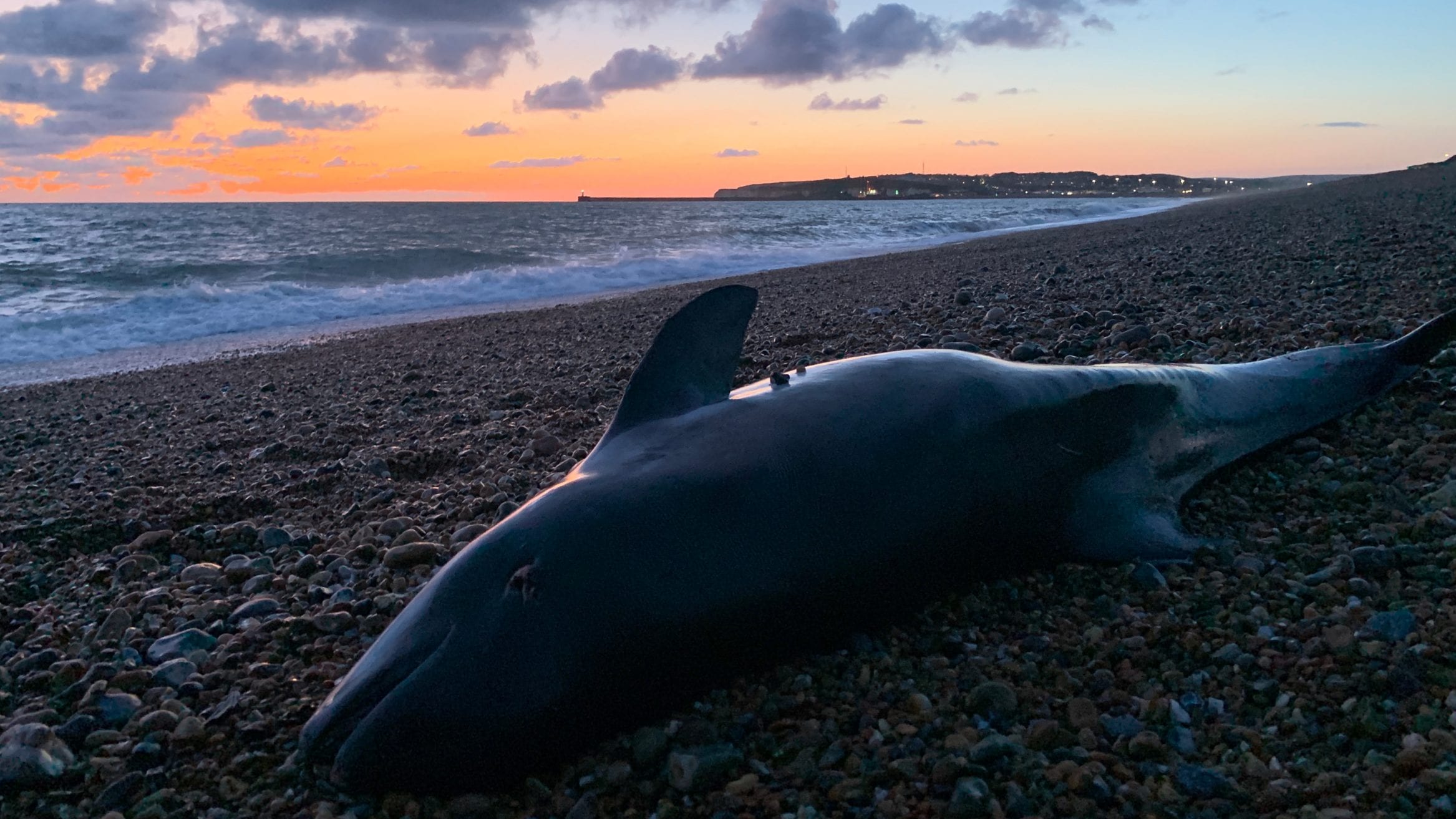 harbour porpoises UK