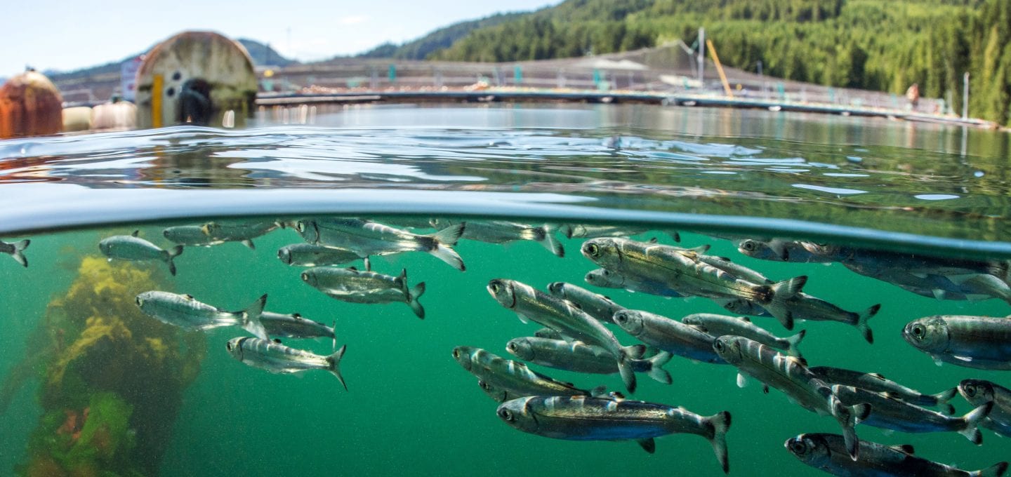 Bloodwater Tavish Campbell wild salmon British Columbia
