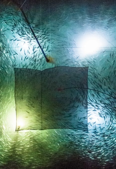 Bloodwater Tavish Campbell wild salmon British Columbia fish farm