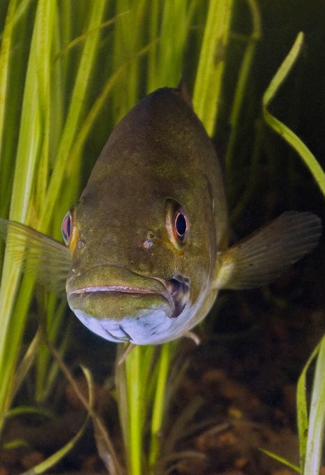 scuba diving canada bass ontario