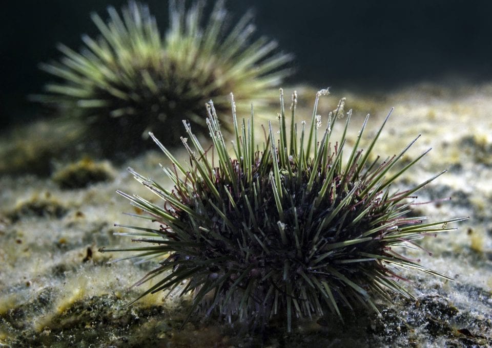 scuba diving canada urchin new bunswick
