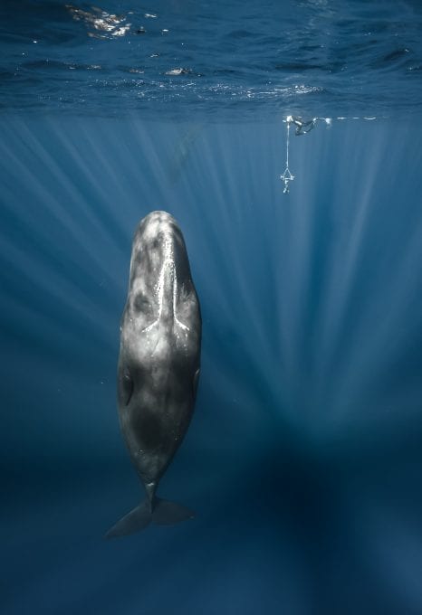Darewin Project Interpretting Whalesong Fred Buyle