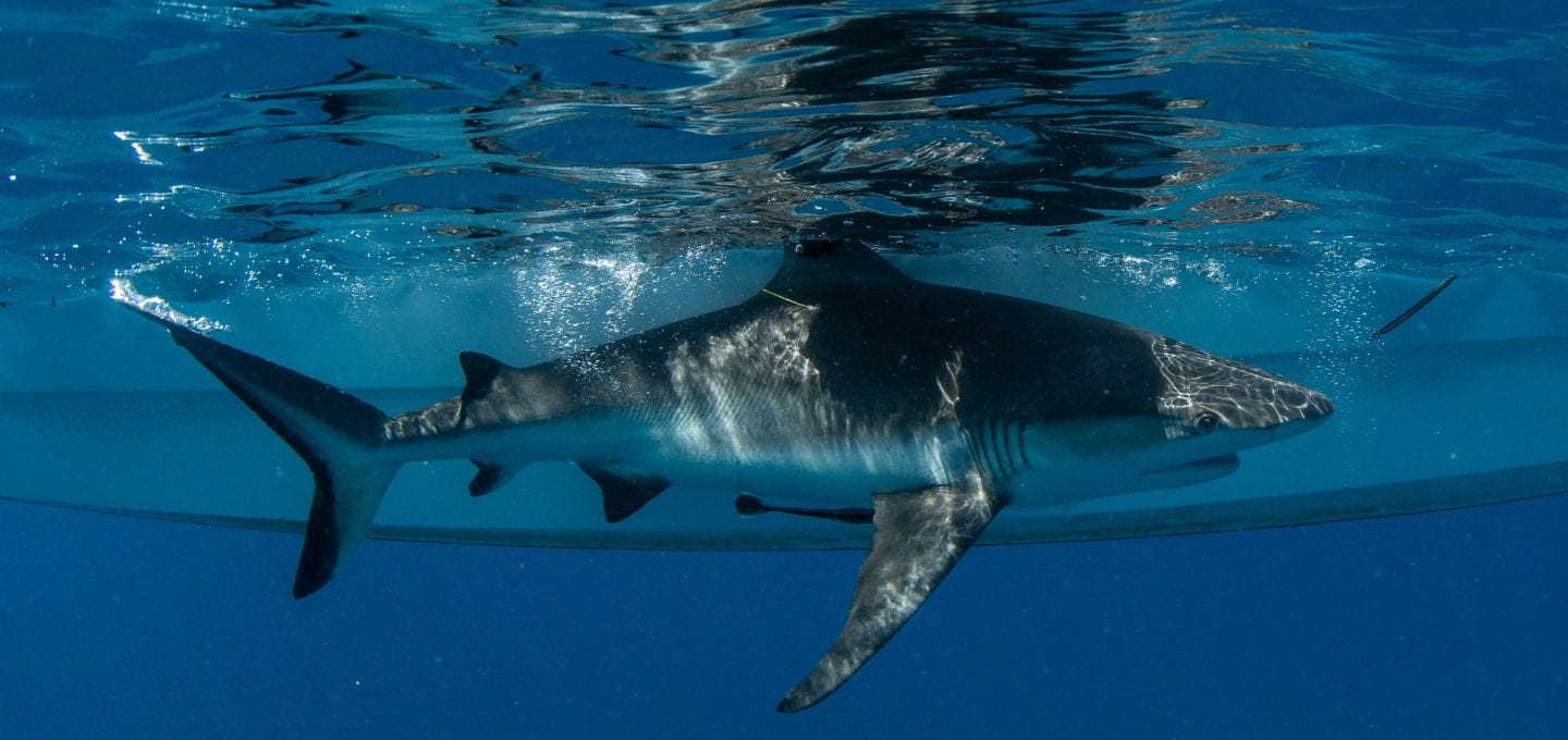 tessa hempson coral reef oceans without borders shark