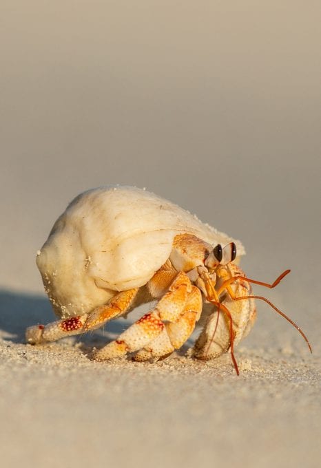 tessa hempson coral reef oceans without borders crab