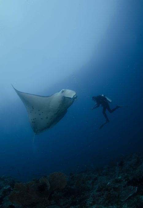 Indonesia plastic pollution Banda manta