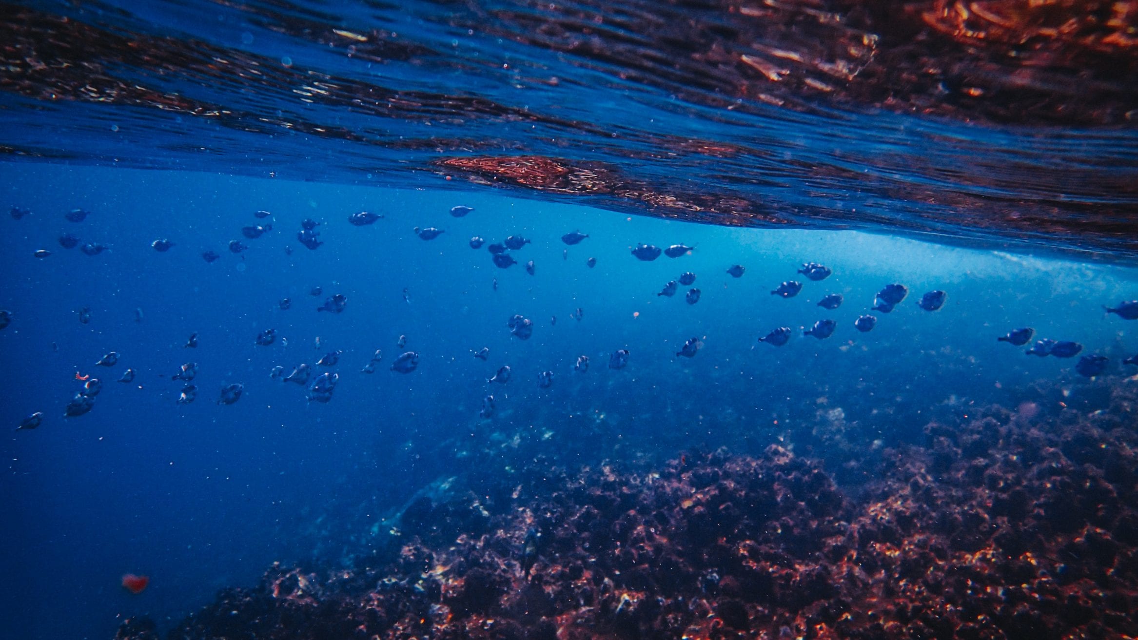 ocean temperature global heating 2019
