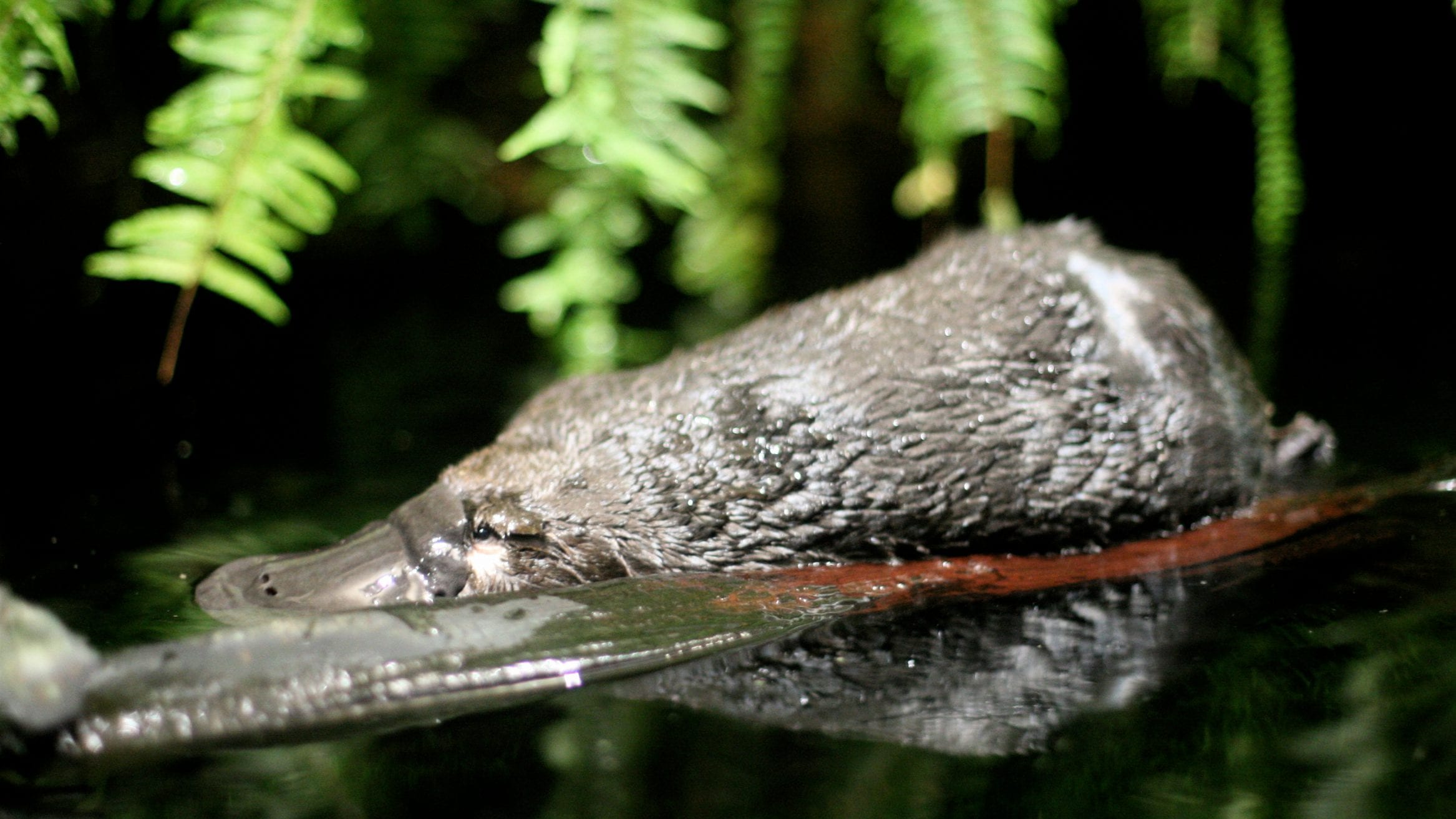 australia duck-billed platypus