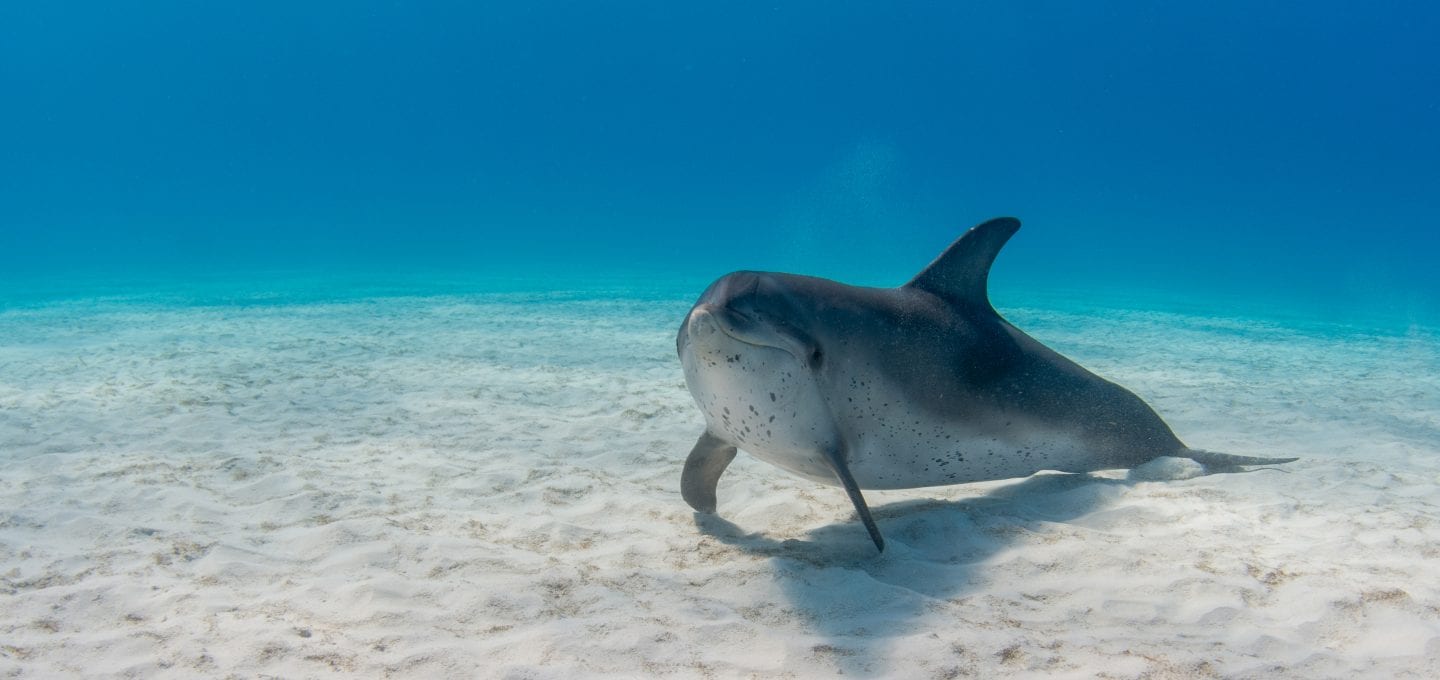 Wild Dolphin Project bahama dolphins pod seabed