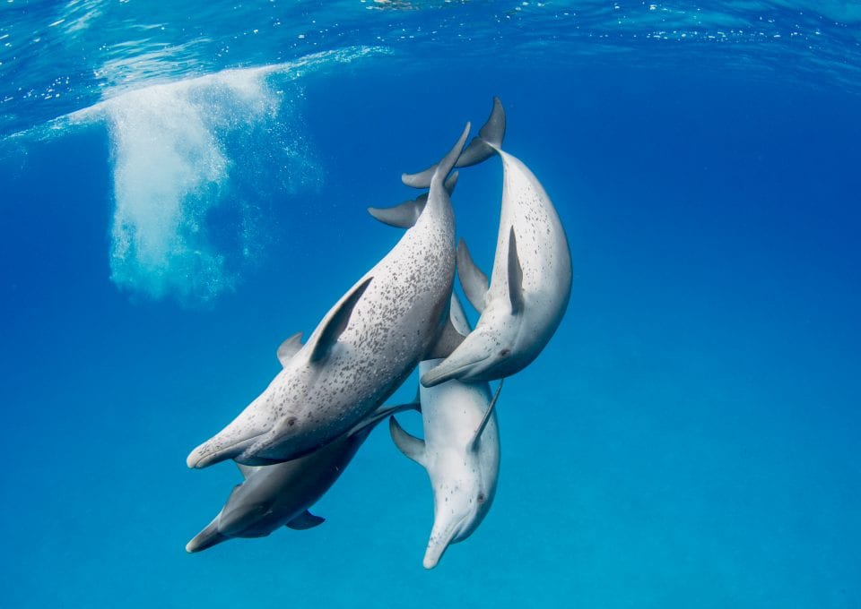 Wild Dolphin Project bahama dolphins pod