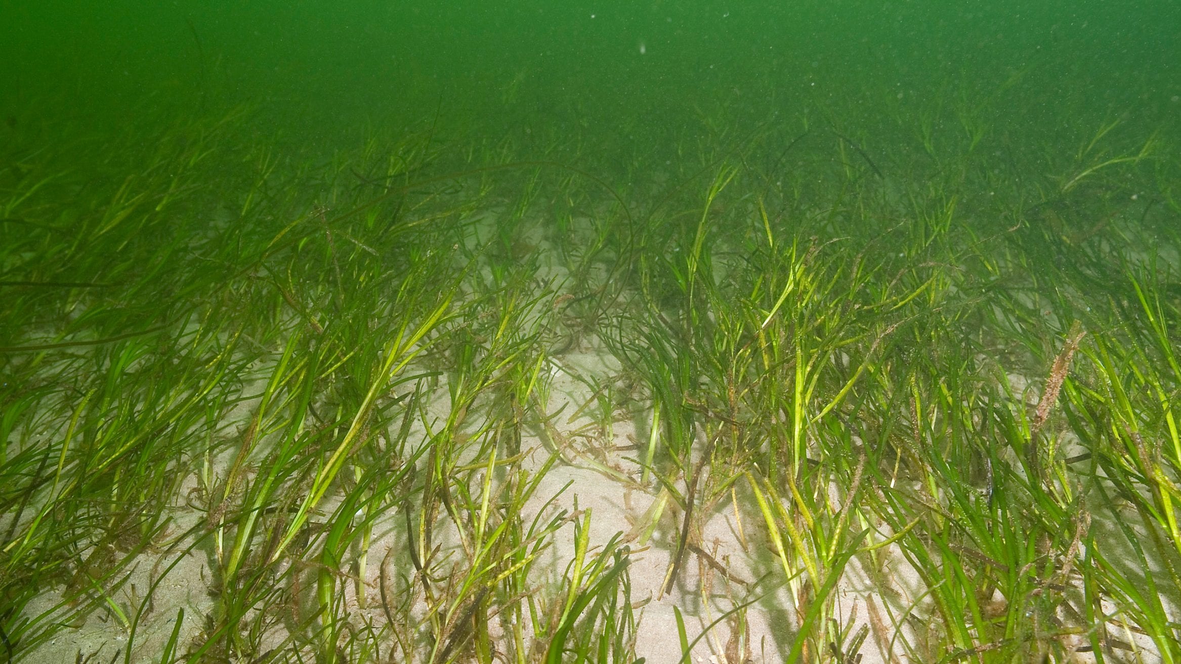 seagrass meadows