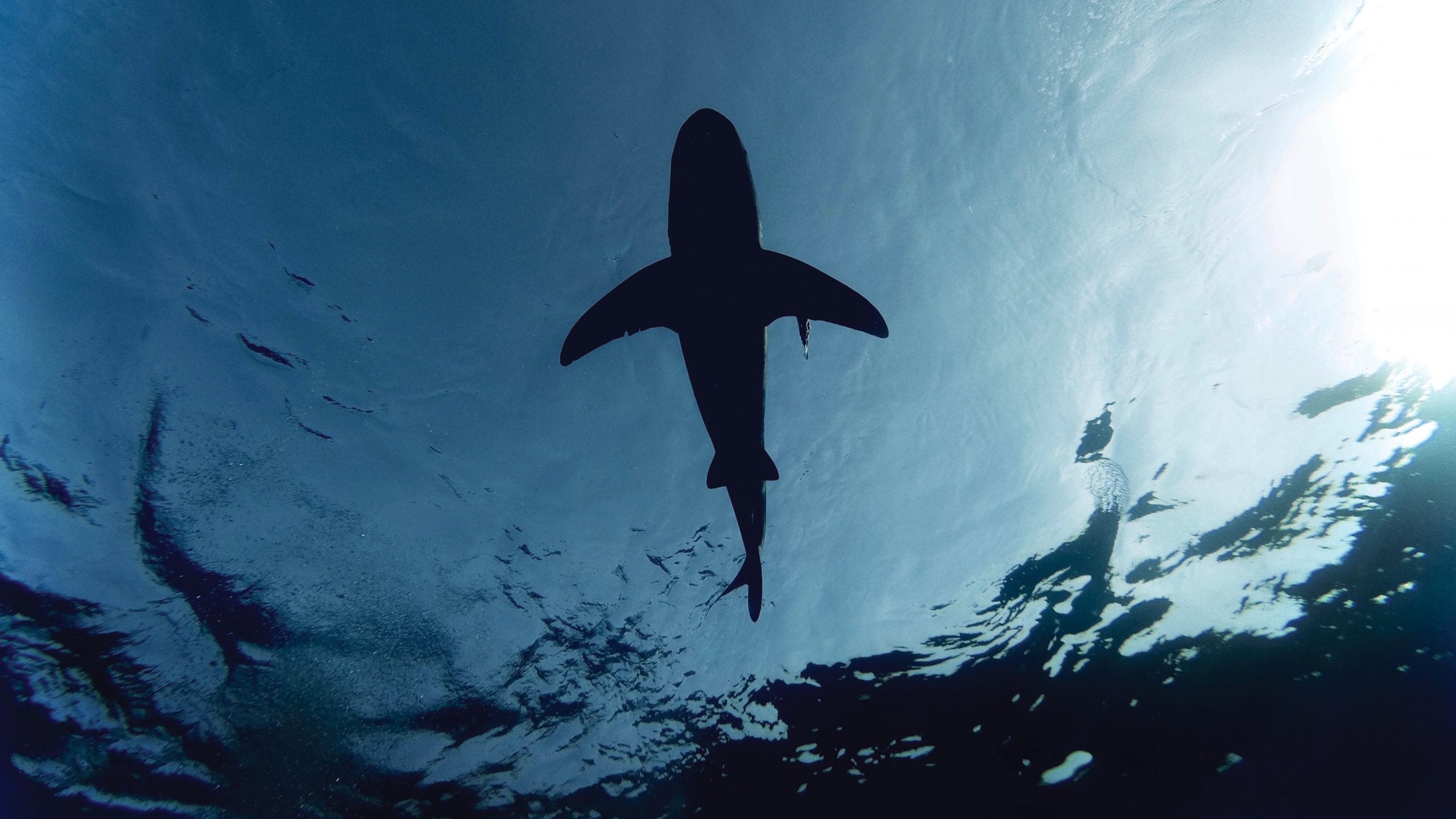 oceanic whitetip shark finning MCS