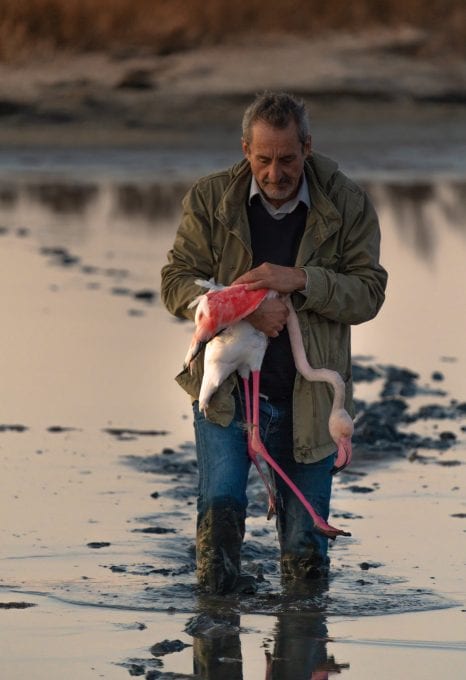 Lefkada Lagoon Flamingos Chris Stavrakas fishing net