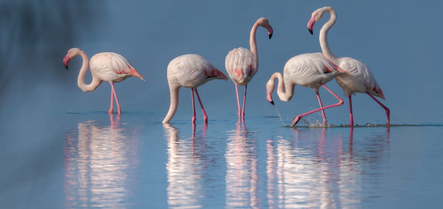 Lefkada Lagoon Flamingos Chris Stavrakas