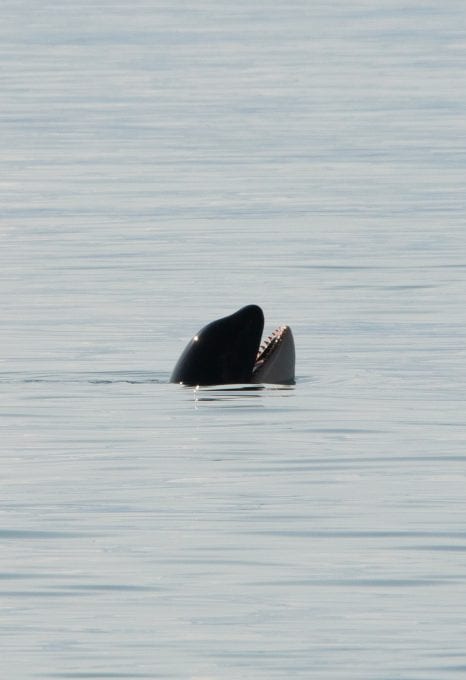 Southern Resident Killer Whales Salish Sea