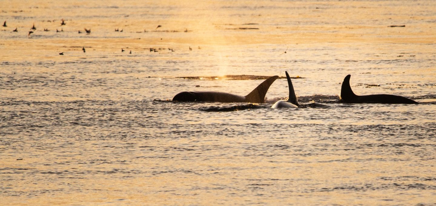 Southern Resident Killer Whales Salish Sea