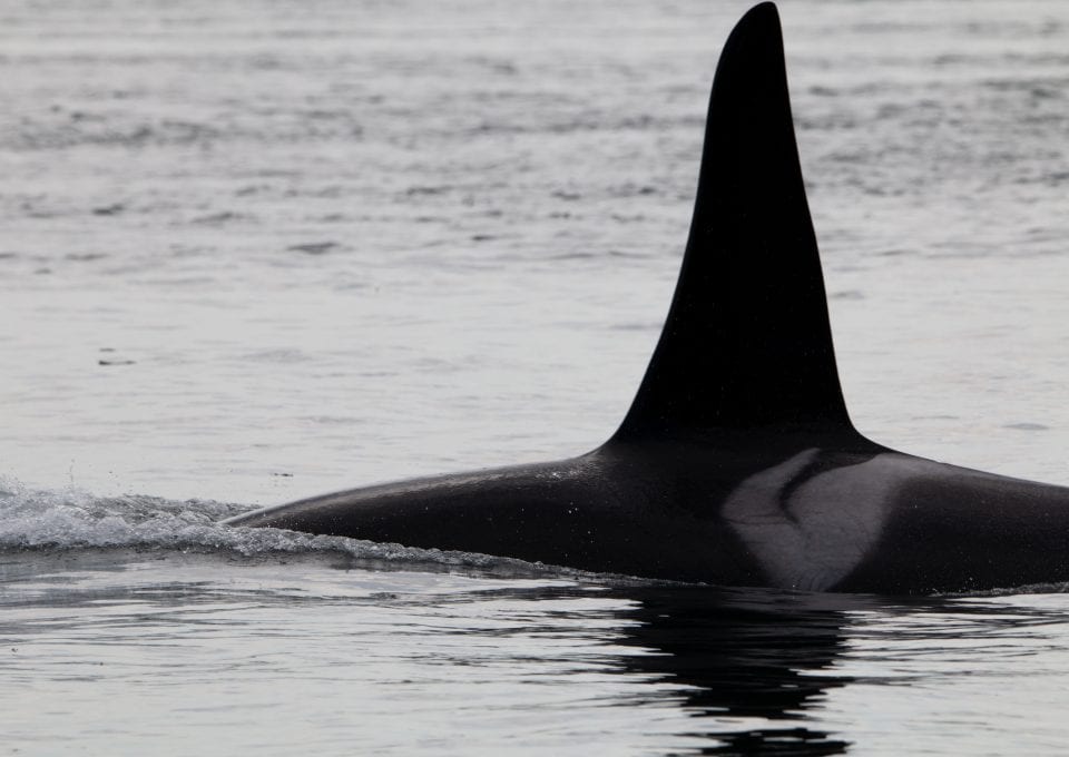 Southern Resident Killer Whales Salish Sea