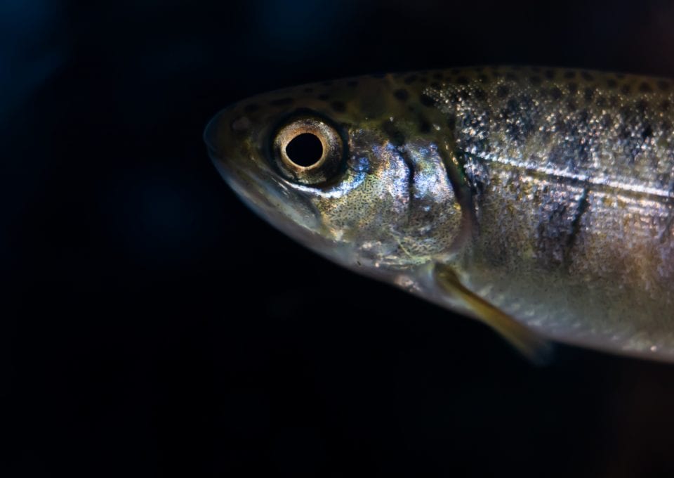Chinook Salmon Salish Sea