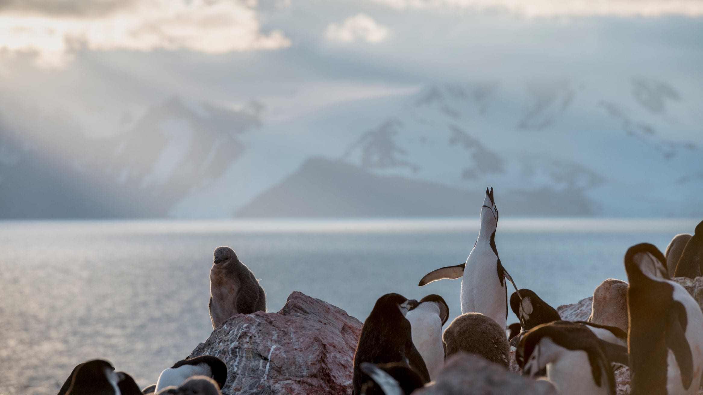 chinstrap penguins Greenpeace