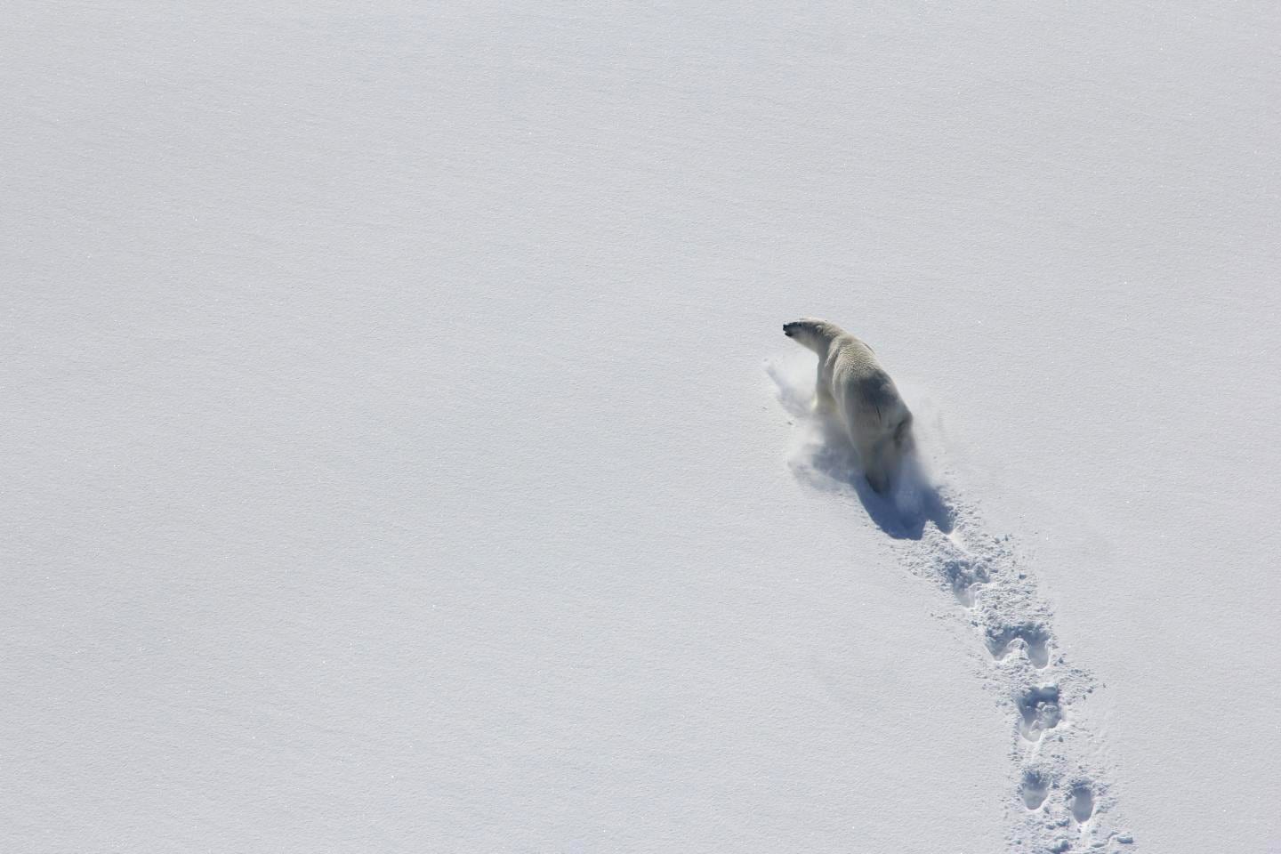 polar bears baffin bay