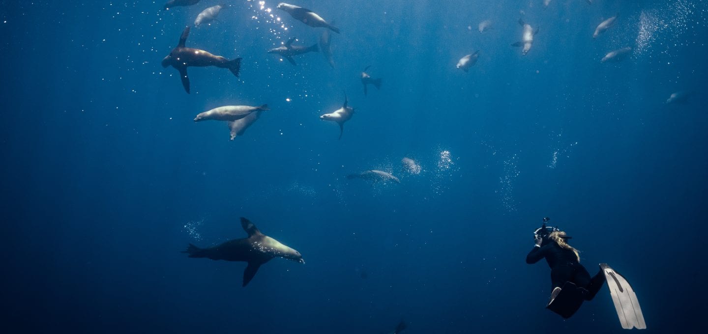 Striped marlin Jay Clue sea lions