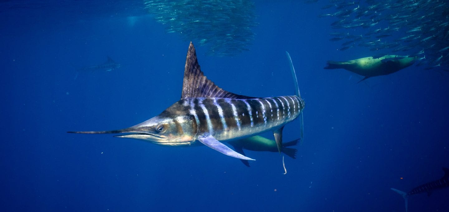 Striped marlin Jay Clue