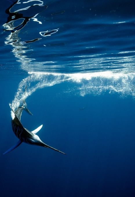 Striped marlin Jay Clue diving