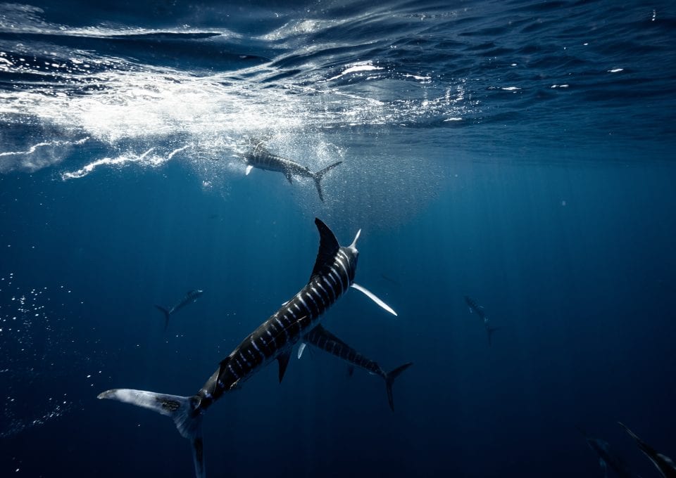 Striped marlin Jay Clue hunting