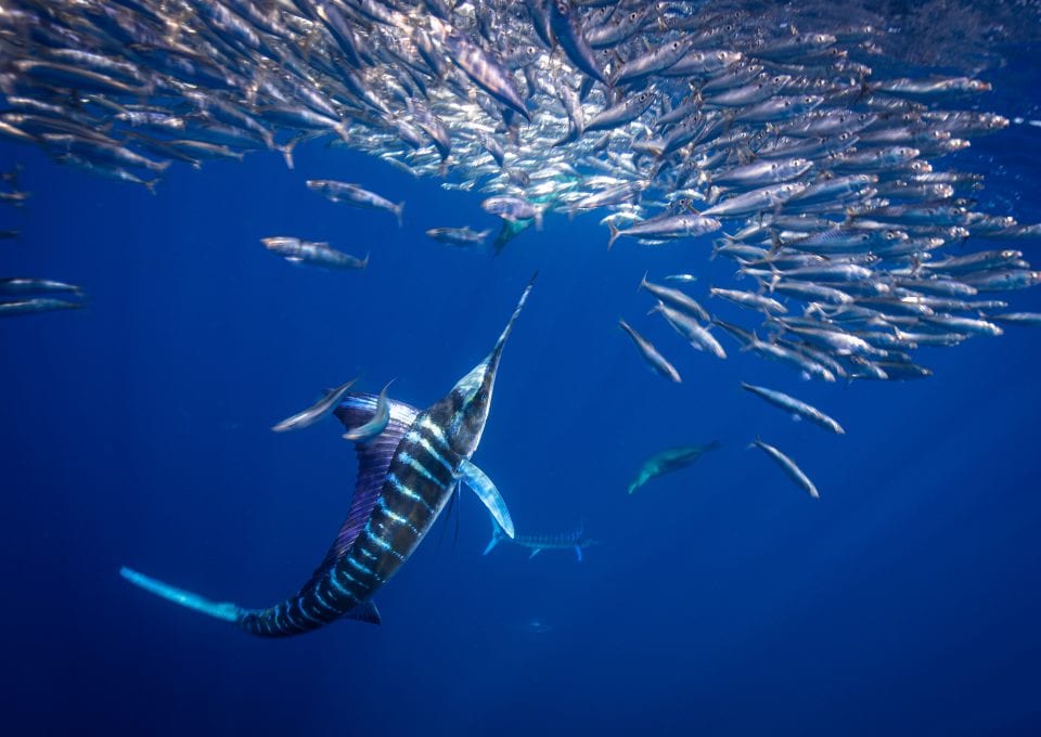 Striped marlin Jay Clue bait ball
