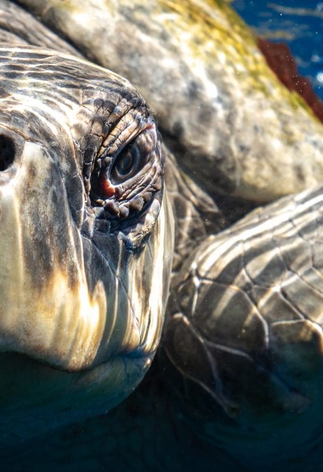Striped marlin Jay Clue turtle
