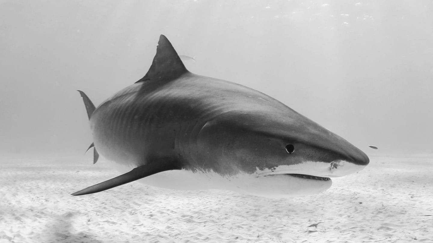 MPAs for migratory shark species caribbean