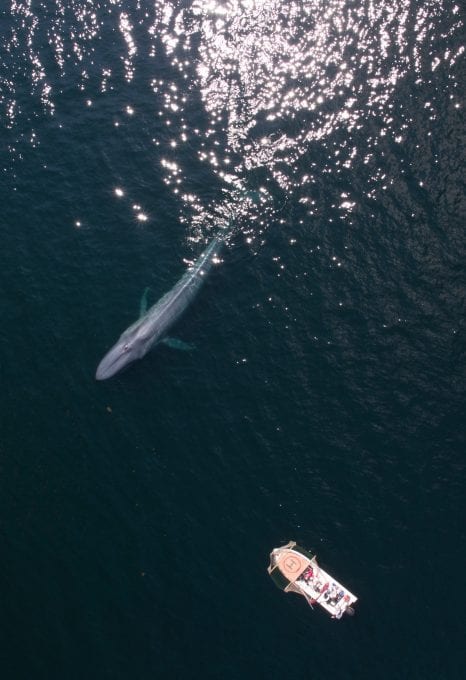 Alastair-Fothergill-Our-Planet-whale-drone