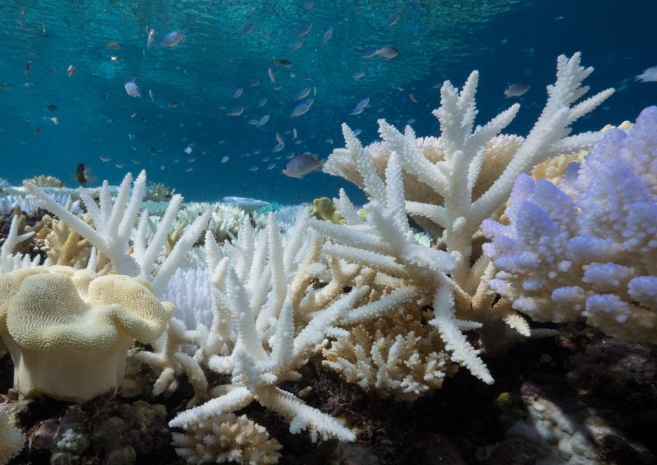 Alastair-Fothergill-Our-Planet-Grace-Frank-coral-bleaching