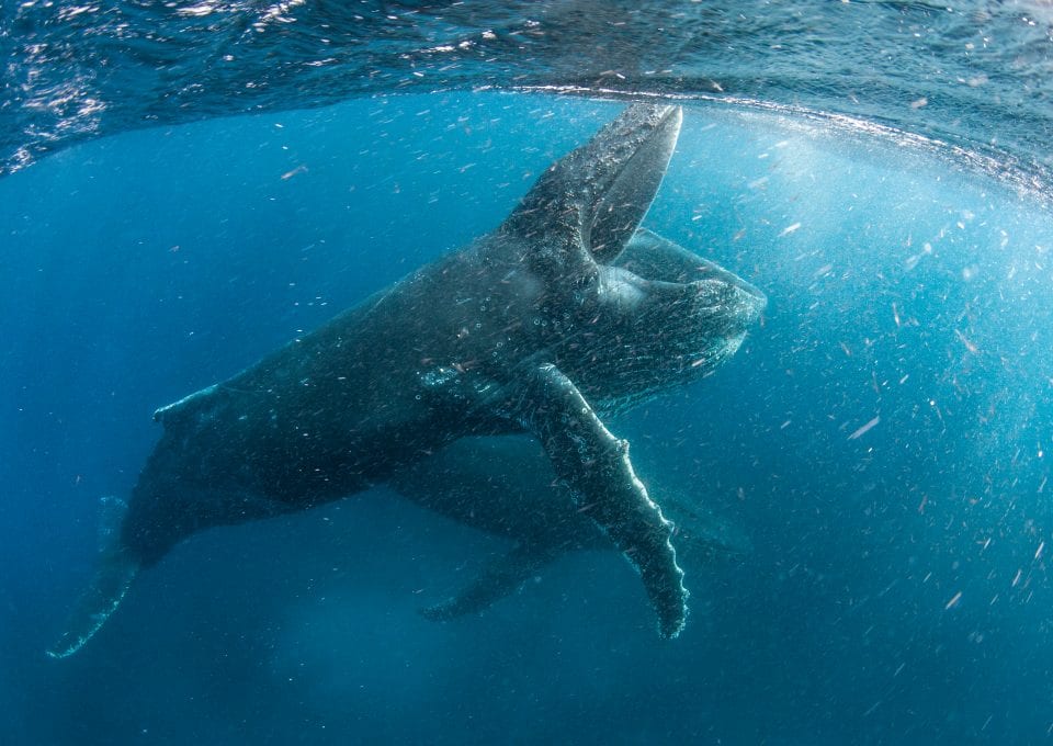 Alastair-Fothergill-Our-Planet-STEVE-BENJAMIN-humpback-wjales