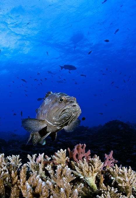 Grouper, by Mr Marc Hayek