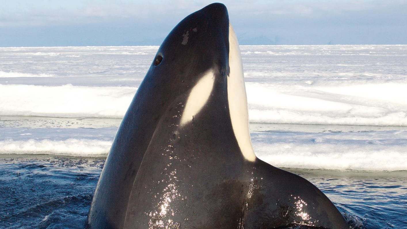 killer whales Ross Sea acoustics