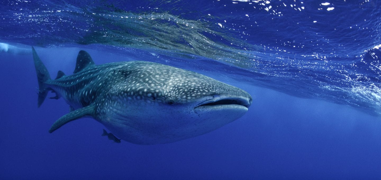 saint helena whale shark