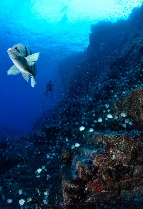 saint helena diving