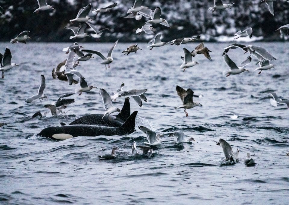 whale watching Norway Tromsø whales feeding