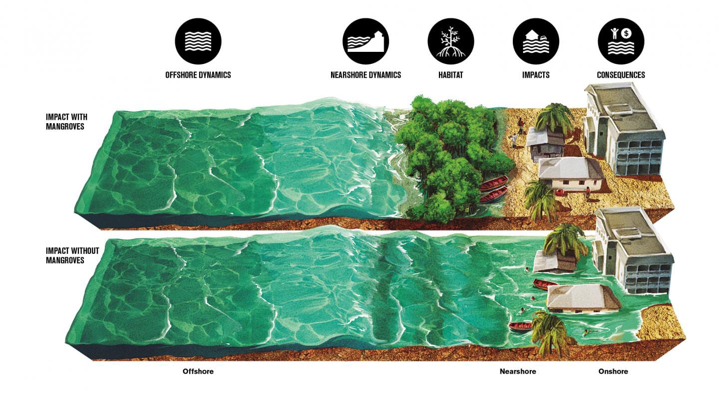 mangrove forests flood protection