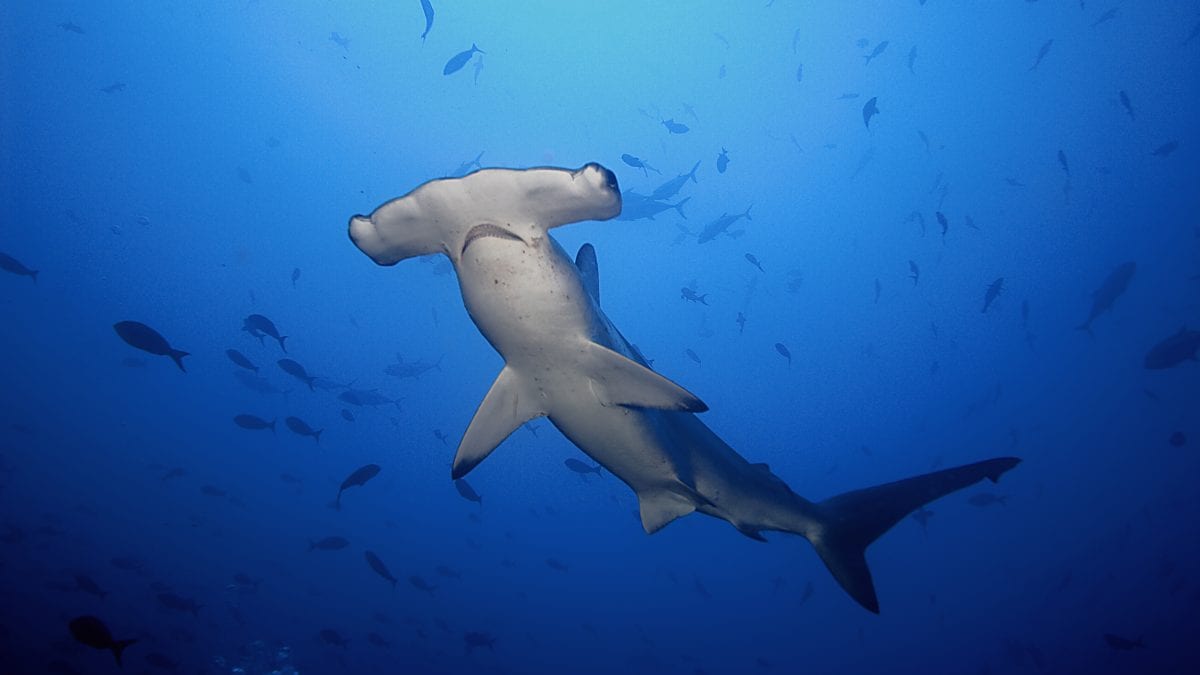 Critically endangered scalloped hammerhead shark in Queensland being