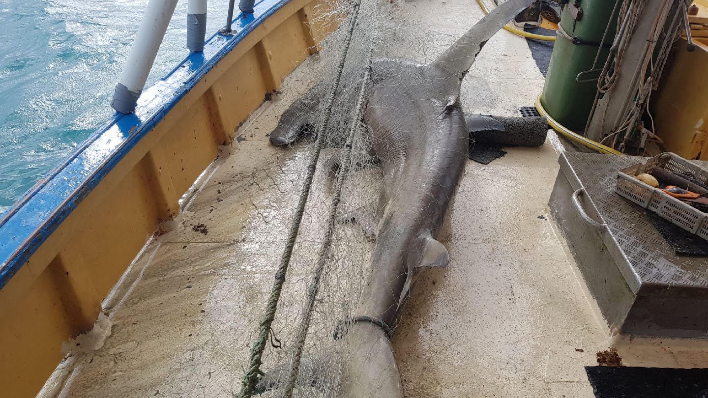 critically endangered scalloped hammerhead shark