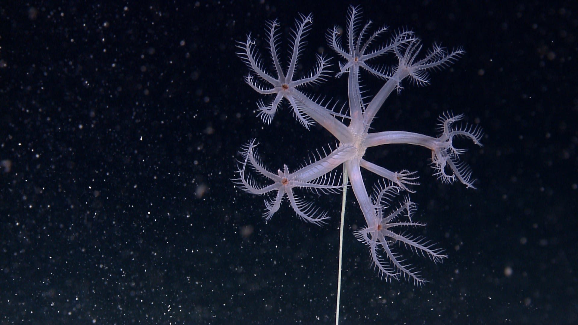 deep sea mining NOAA