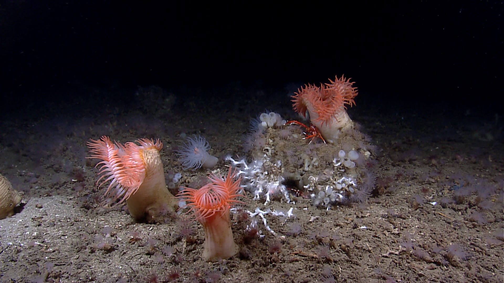deep sea mining NOAA