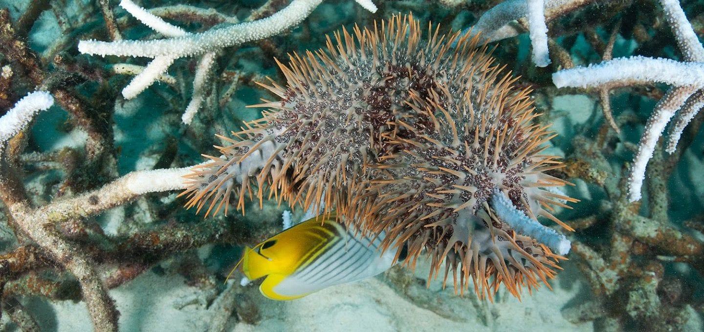Crown of Thorns Kosrae