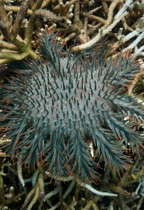 Crown of Thorns Kosrae