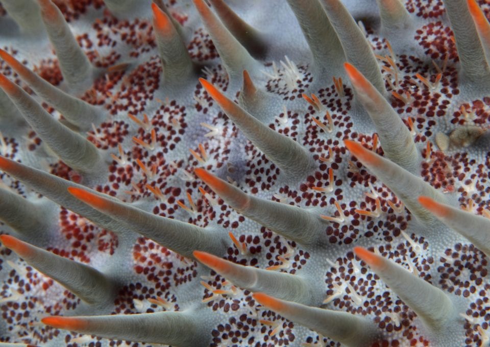 Crown of Thorns stock