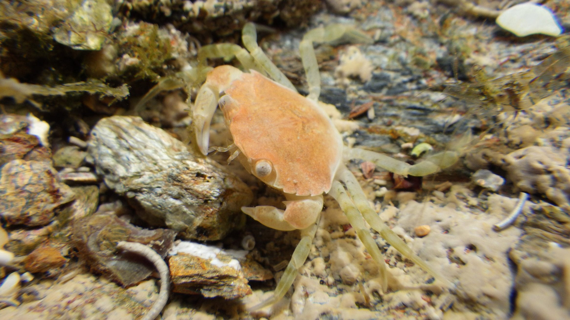 shore crabs ocean noise pollution
