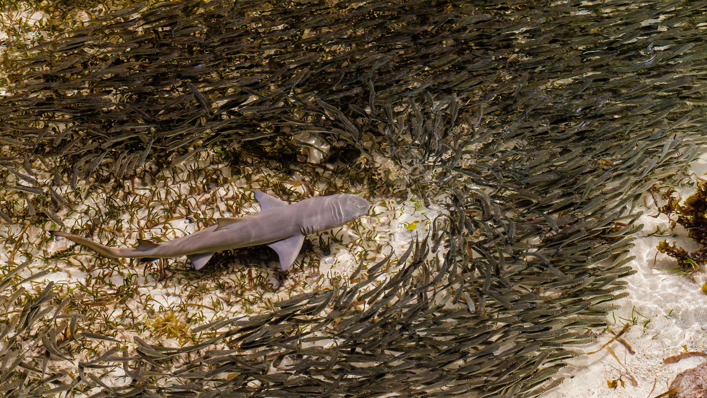 Seychelles MPAs