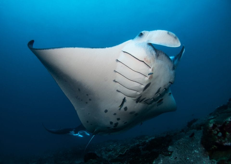 manta ray Bali