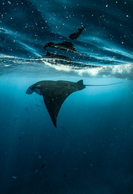 flying mantas
